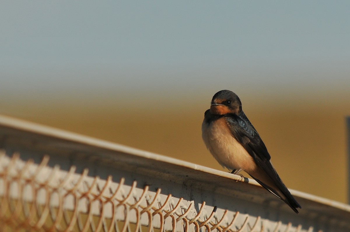 Barn Swallow (Tytler's) - ML280995891