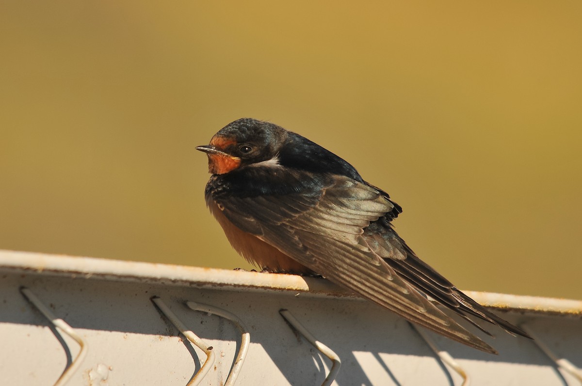 Barn Swallow (Tytler's) - ML280995901