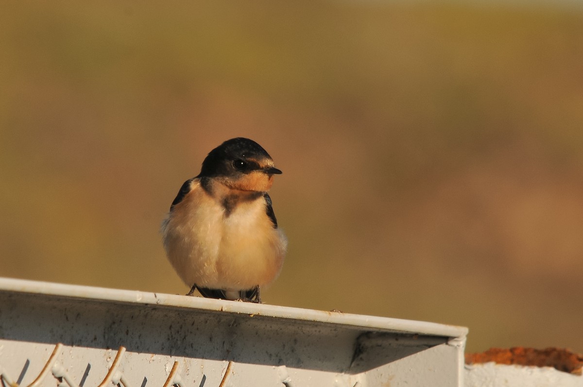 Barn Swallow (Tytler's) - ML280995911