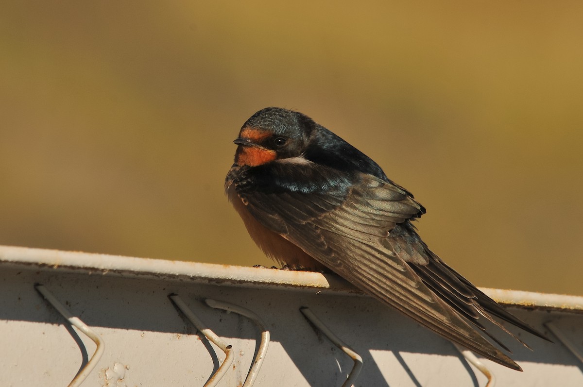 Barn Swallow (Tytler's) - ML280995921