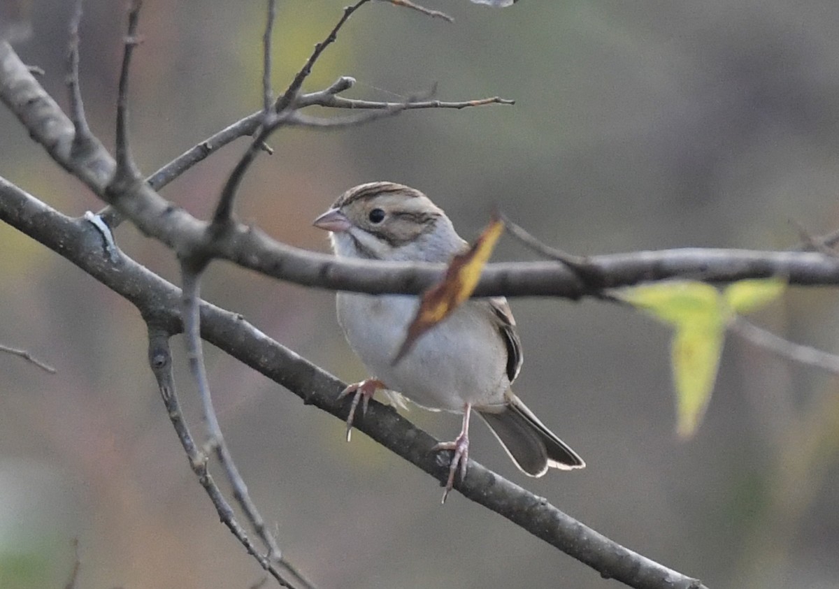 Clay-colored Sparrow - ML281003891