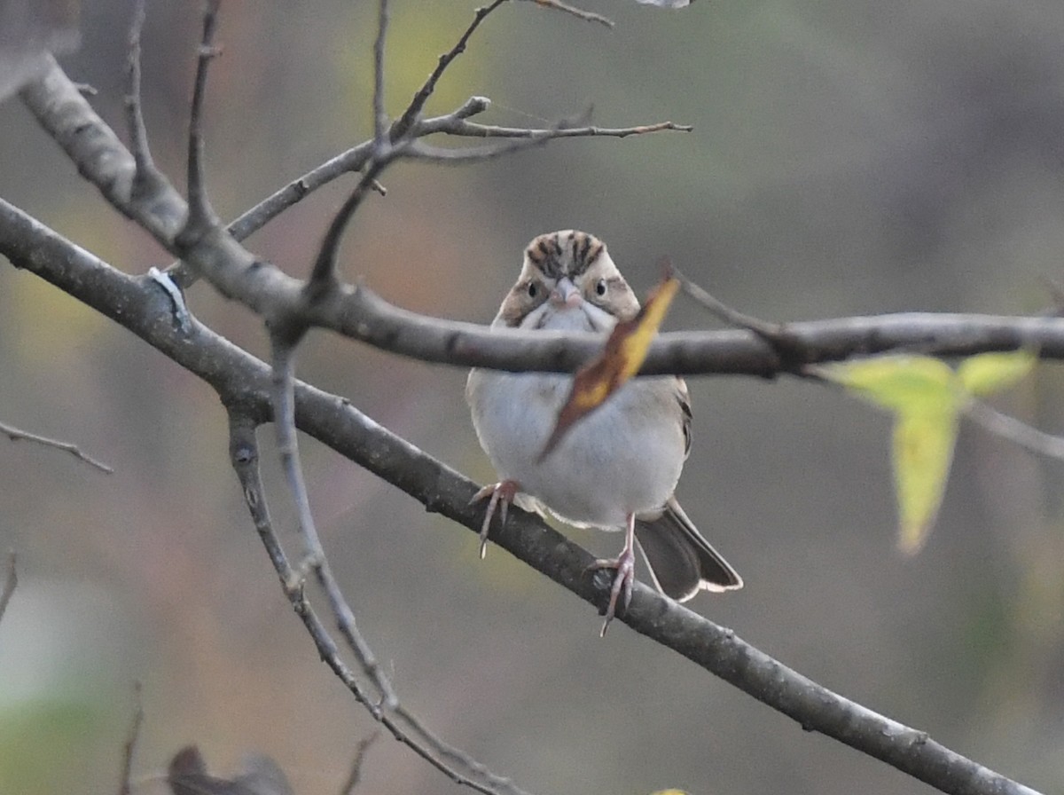 Clay-colored Sparrow - ML281003911