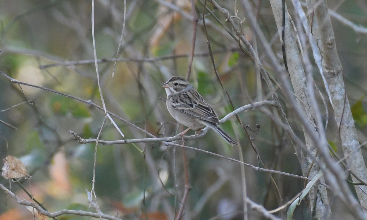 Clay-colored Sparrow - ML281005641