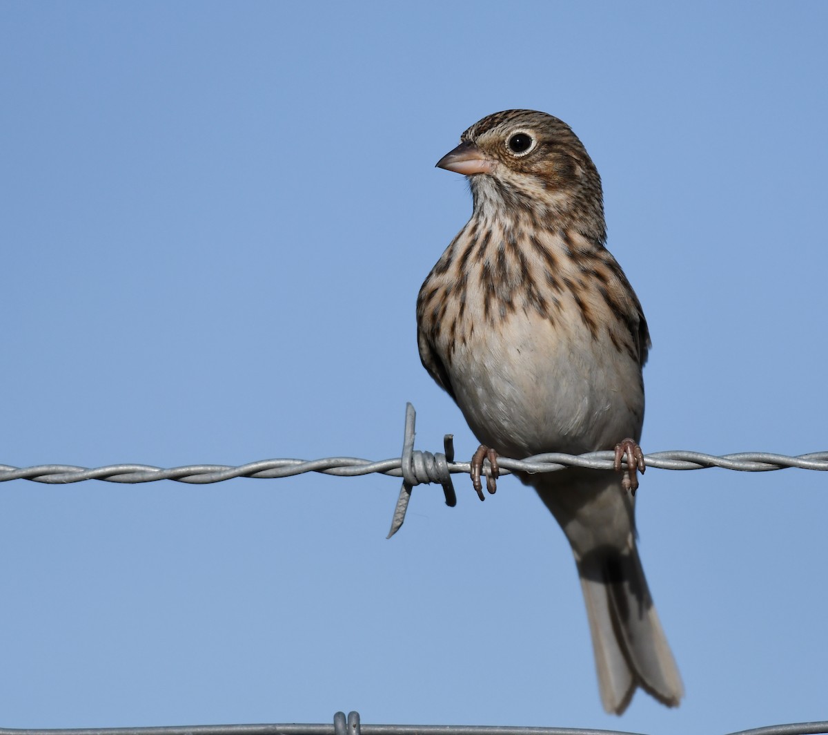Vesper Sparrow - ML281005961