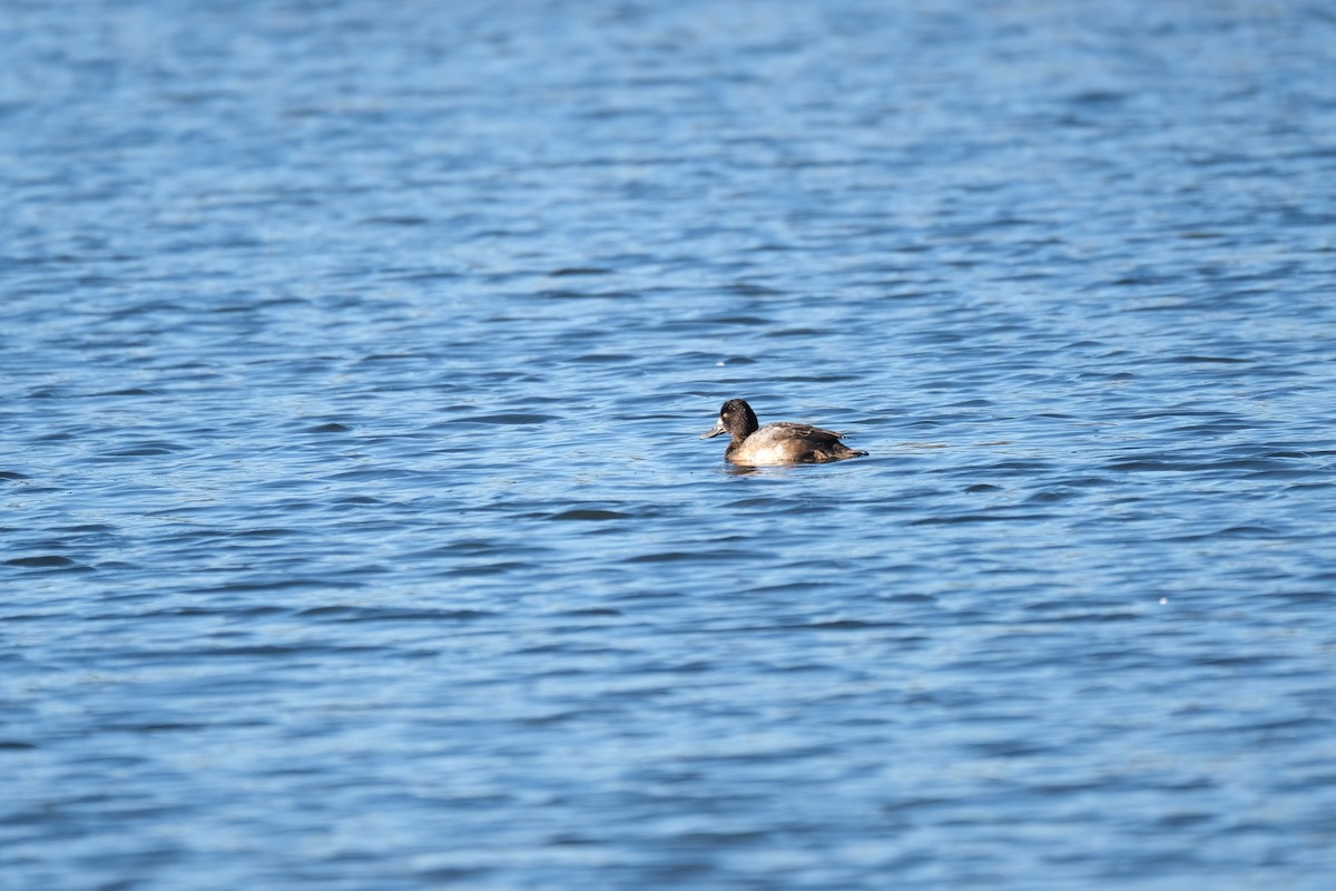 Greater Scaup - ML281010101