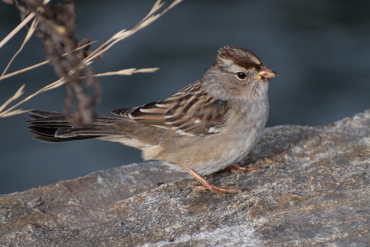 White-crowned Sparrow - ML281010121