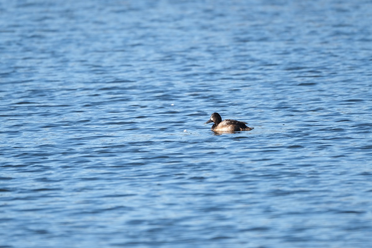 Greater Scaup - ML281010211