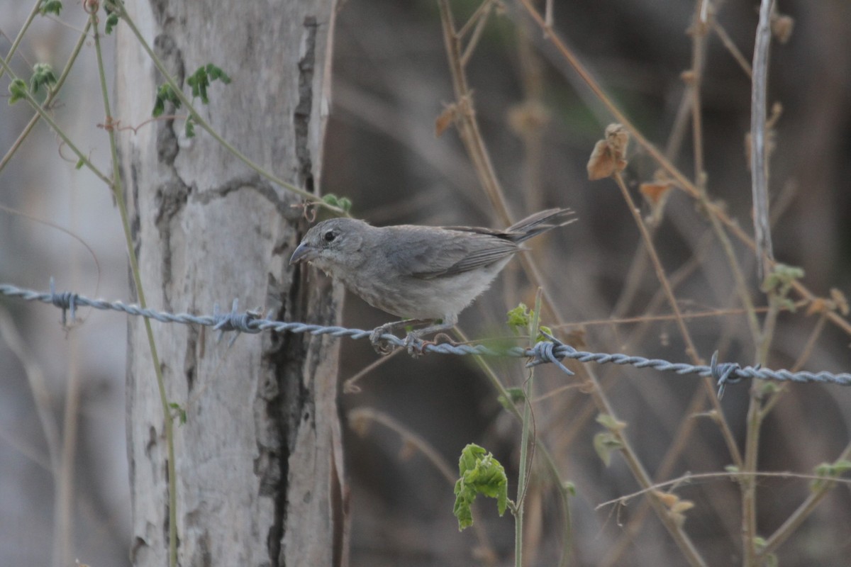 Pileated Finch - ML281016681