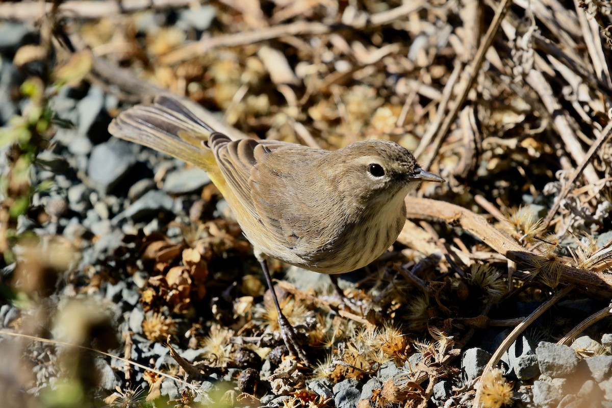 Palm Warbler - Roger Zachary