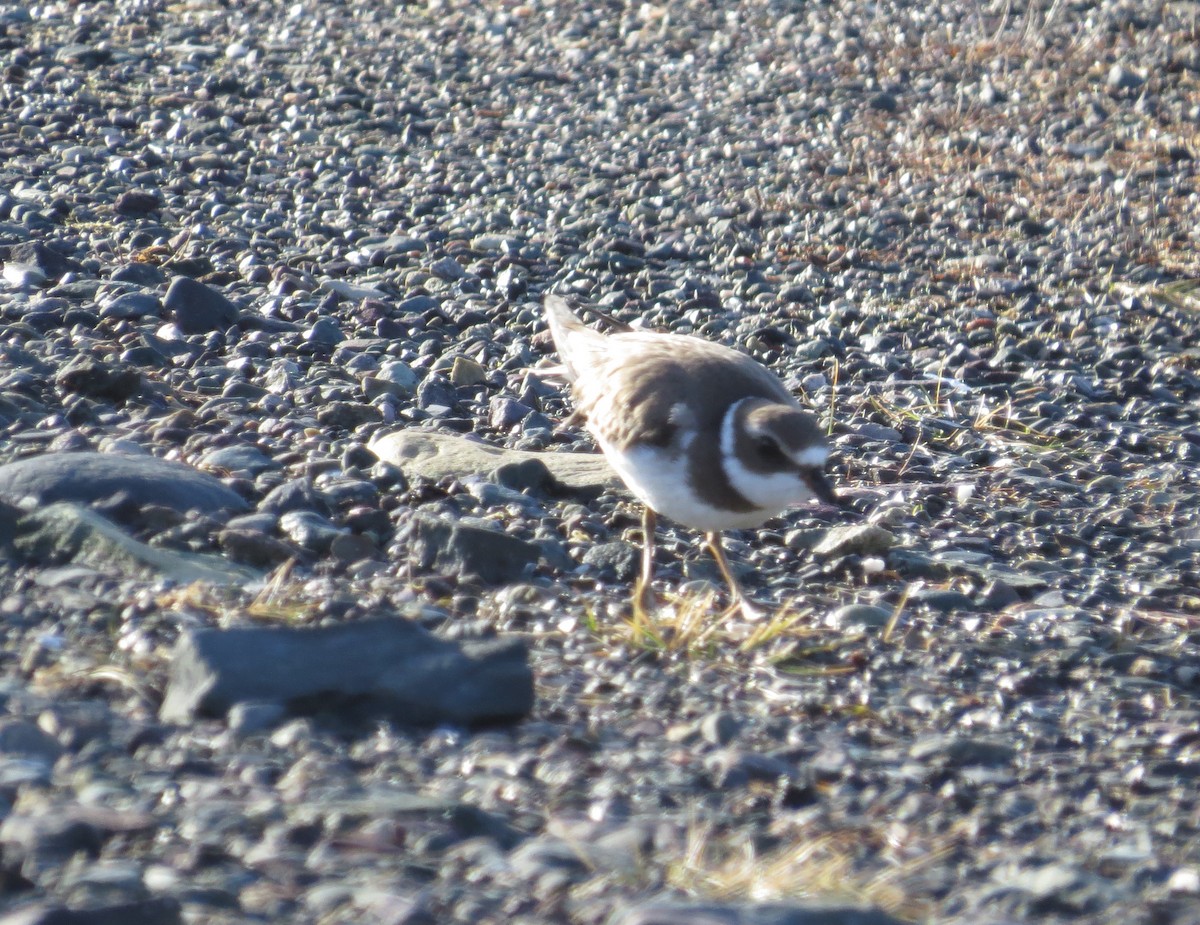 Semipalmated Plover - ML281019351