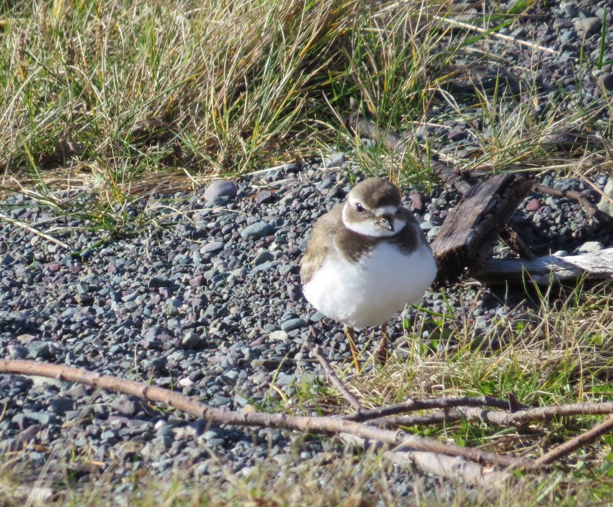 Semipalmated Plover - ML281020841