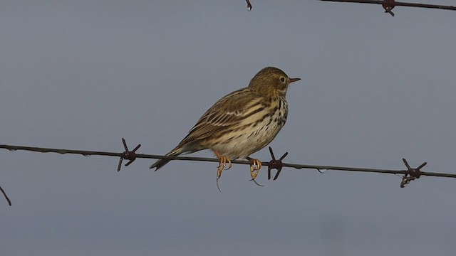 Meadow Pipit - ML281022031