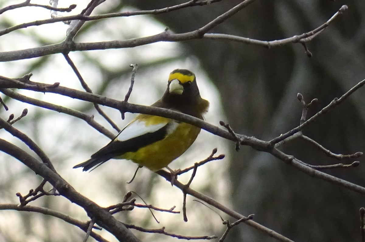 eBird Checklist 19 Nov 2020 8338 Lyons Creek Road, Welland, Ontario