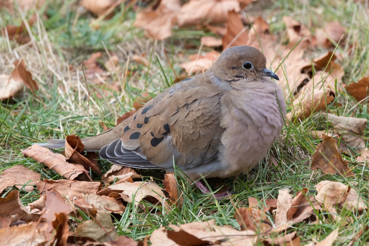 Mourning Dove - Lyall Bouchard