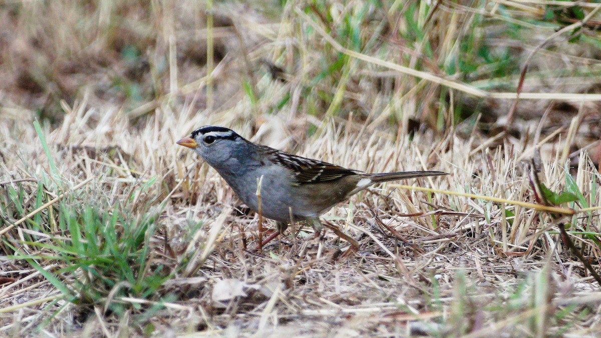 White-crowned Sparrow - Mark Terry