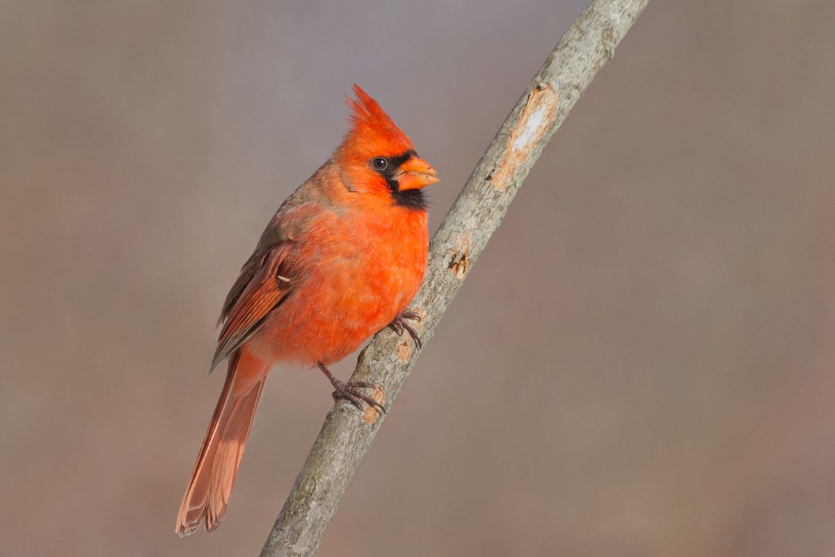 Cardinal rouge - ML281028351