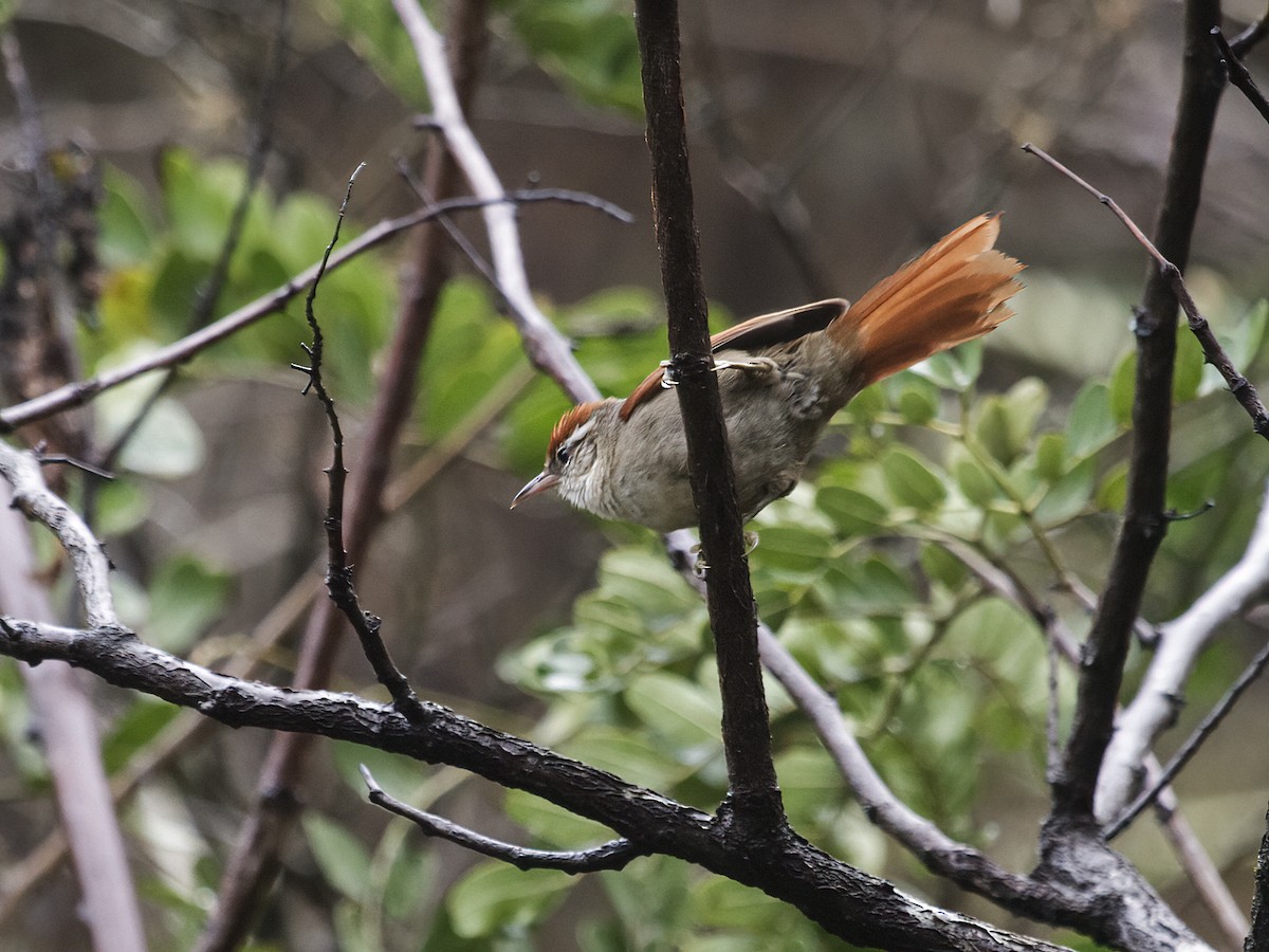 Line-cheeked Spinetail (Baron's) - ML281031981
