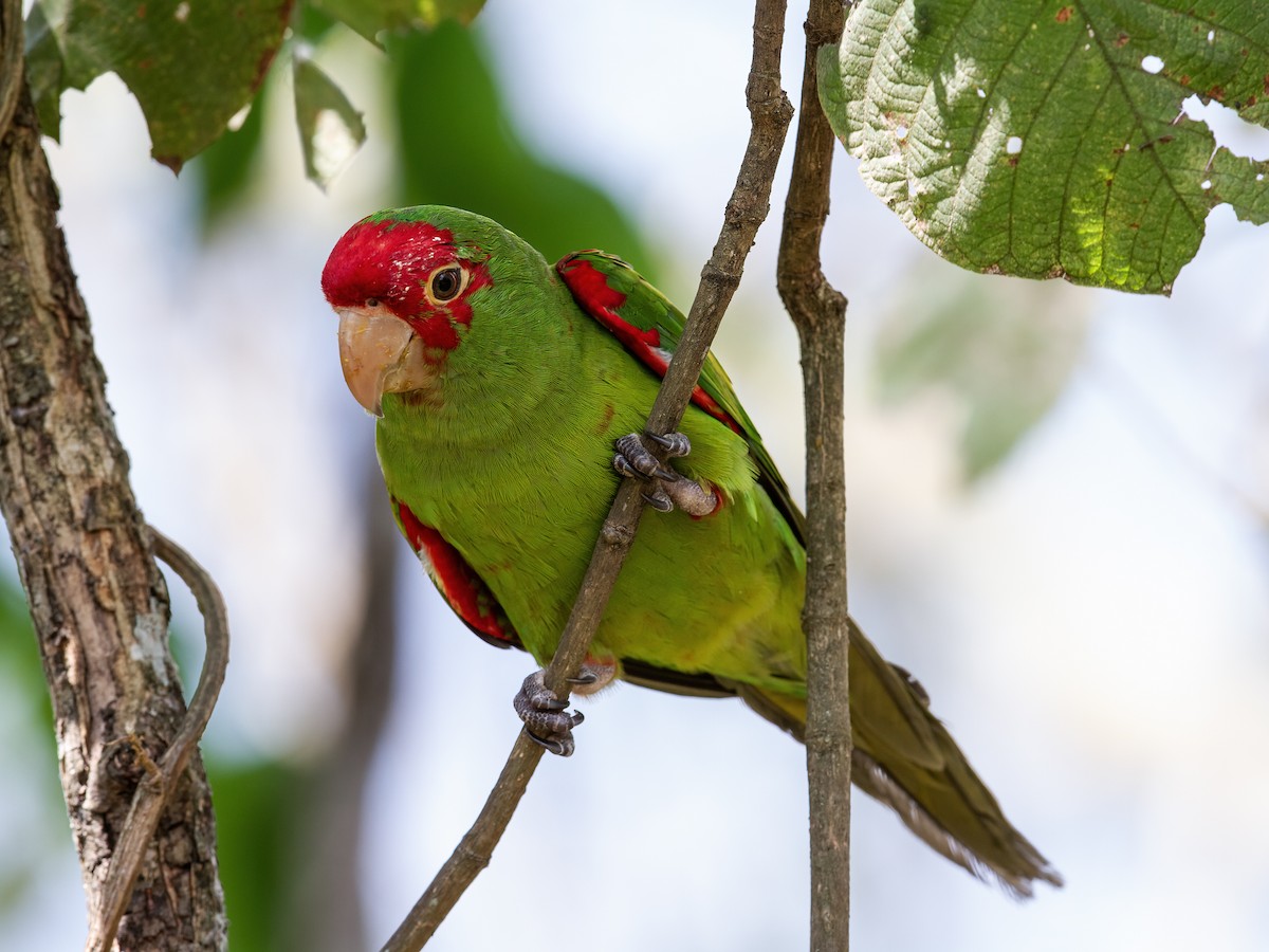 Red-masked Parakeet - ML281033301