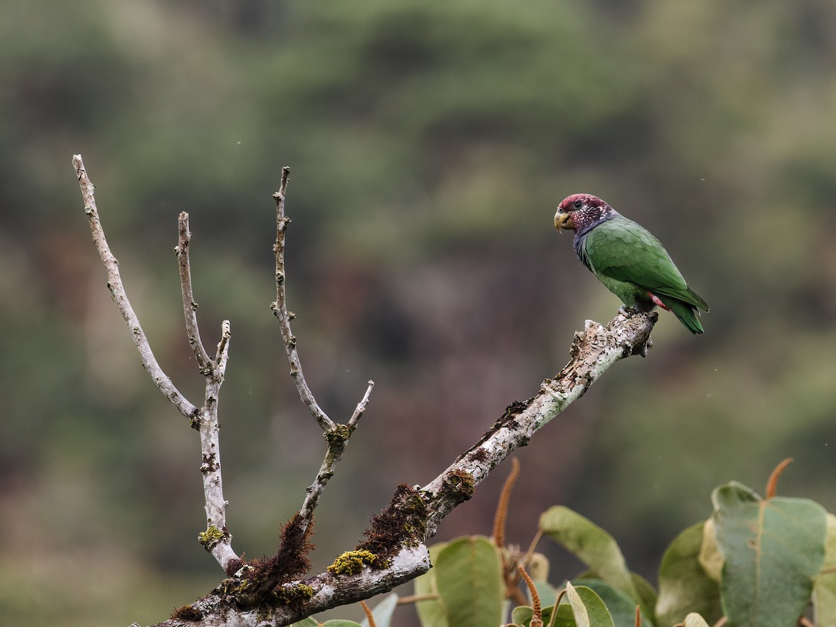 Speckle-faced Parrot - Nick Athanas