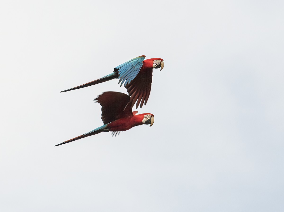 Red-and-green Macaw - ML281034491