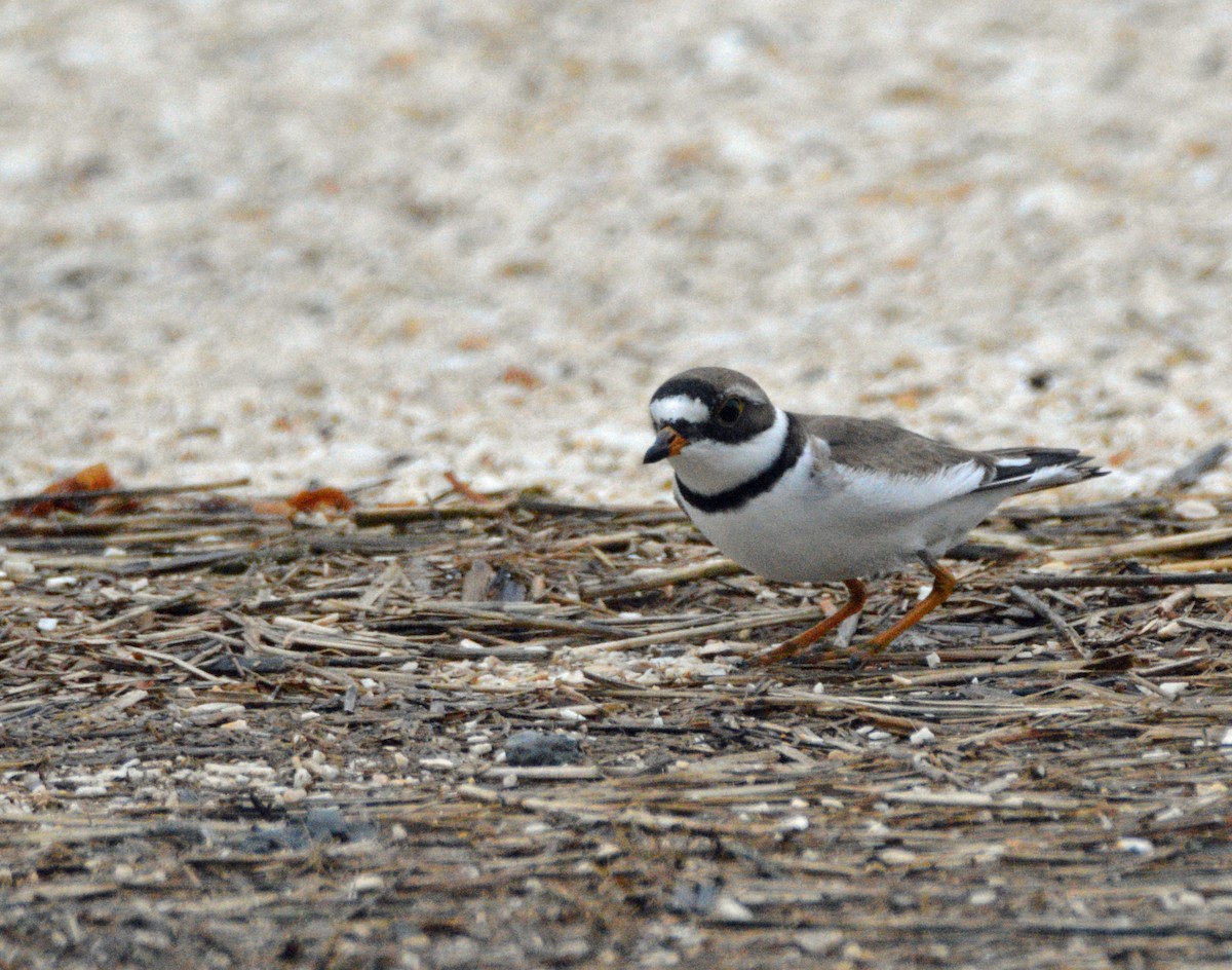 Semipalmated Plover - ML28103601