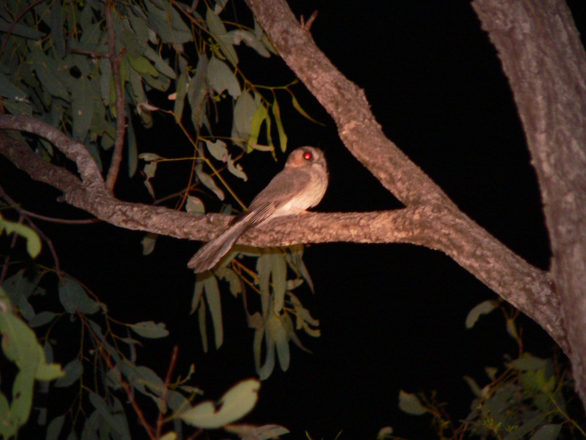 Australian Owlet-nightjar - Jonathan Barnaby