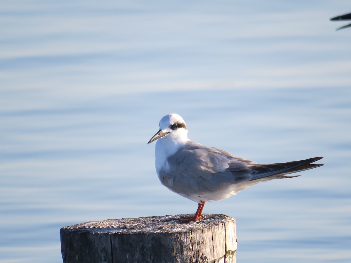 Forster's Tern - Hampton Roads Bird Club