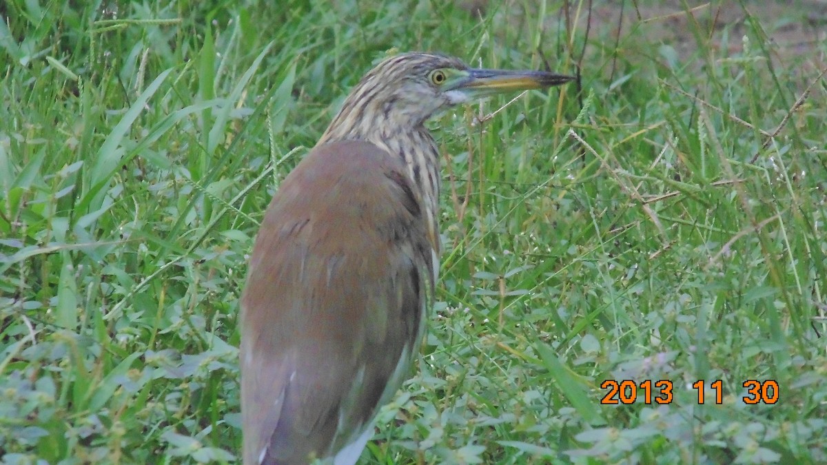 Indian Pond-Heron - amrit raha