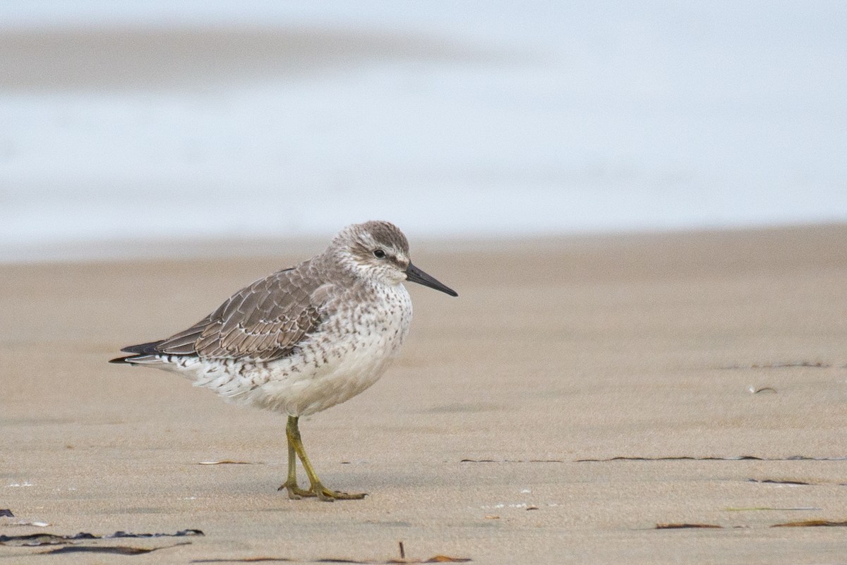 Red Knot - ML281040761