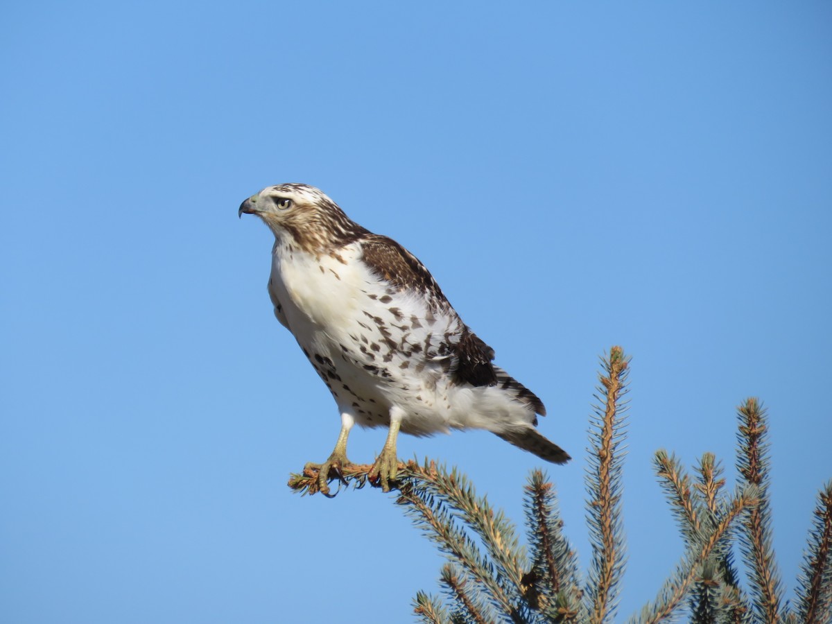 Red-tailed Hawk - Michael Willison