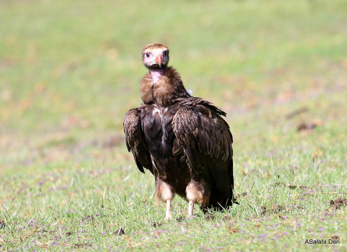 White-headed Vulture - ML281041851