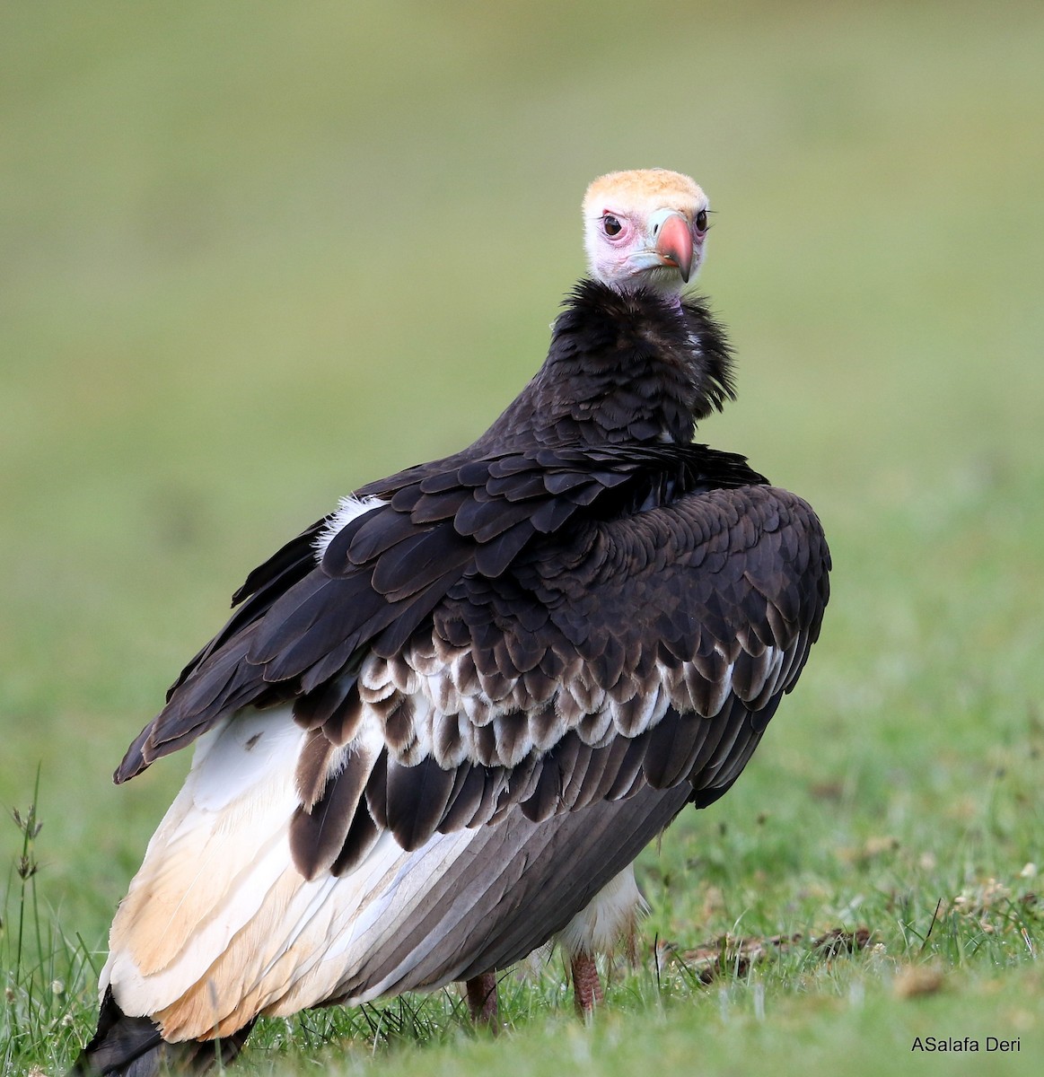 White-headed Vulture - Fanis Theofanopoulos (ASalafa Deri)