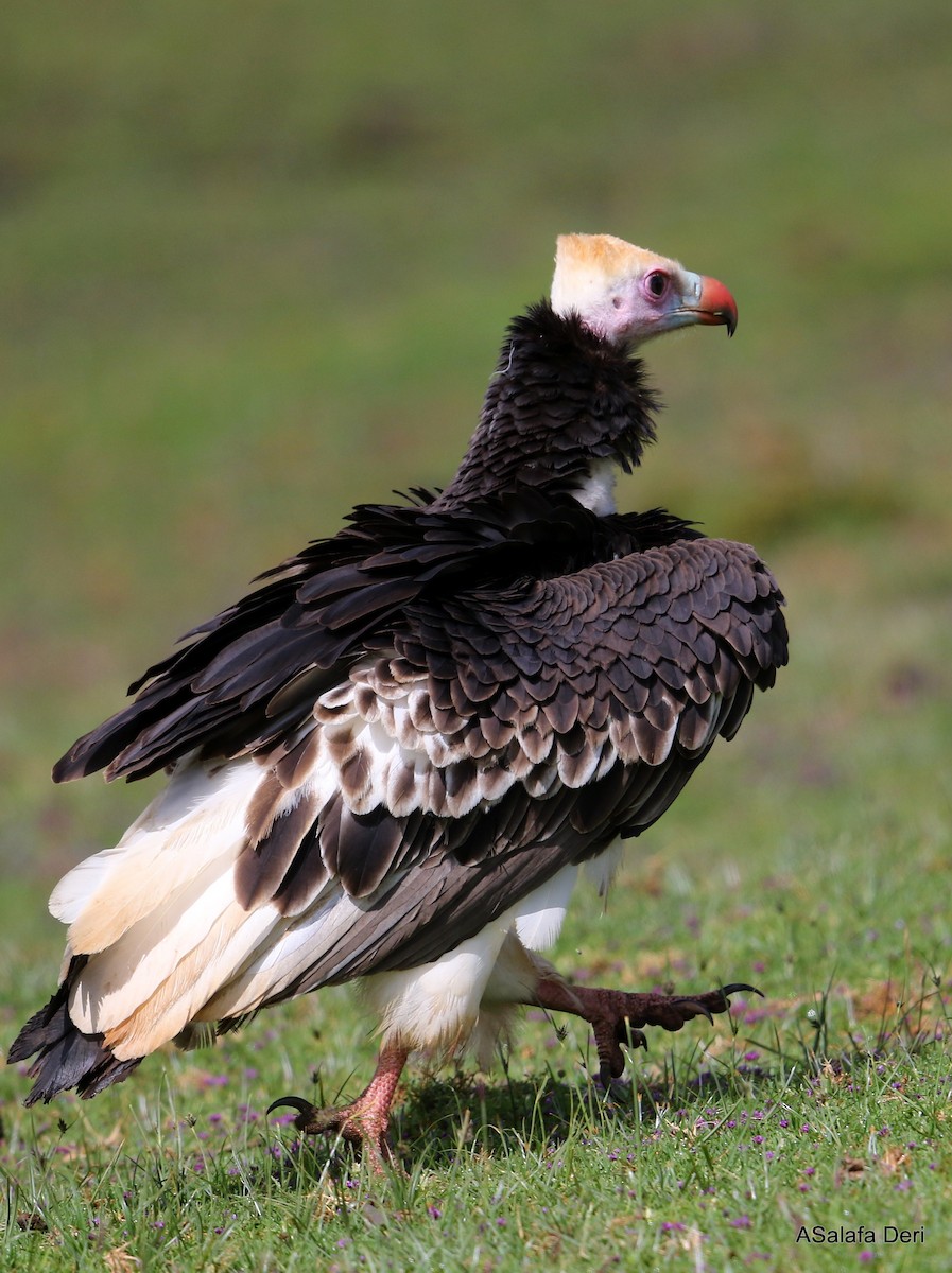 White-headed Vulture - ML281044431