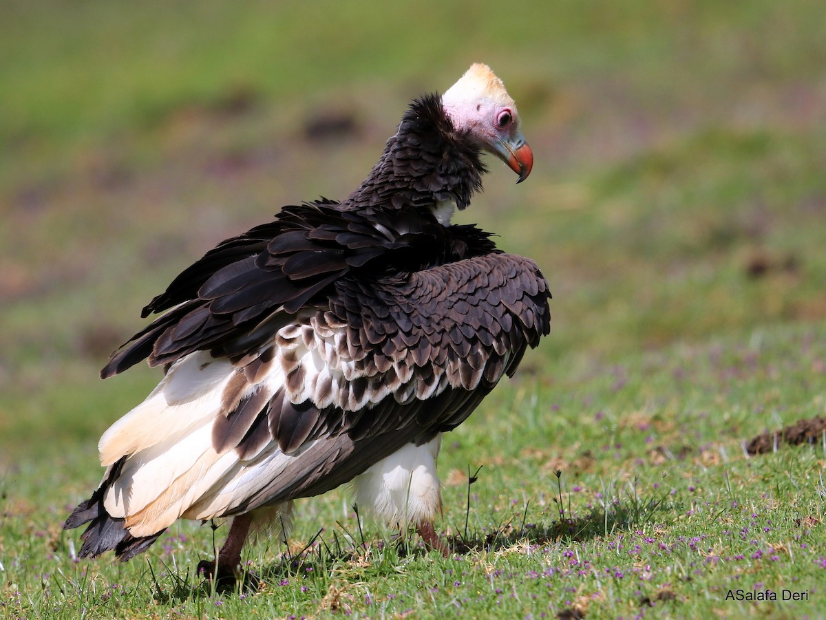 White-headed Vulture - ML281044861