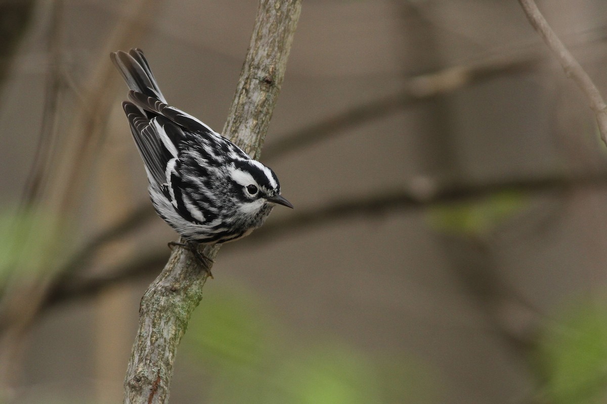 Black-and-white Warbler - ML28104511