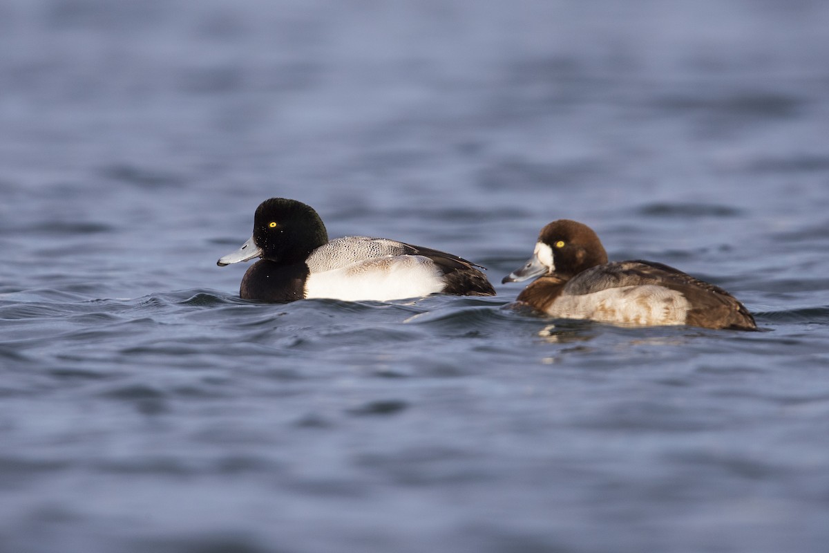 Greater Scaup - ML281048031