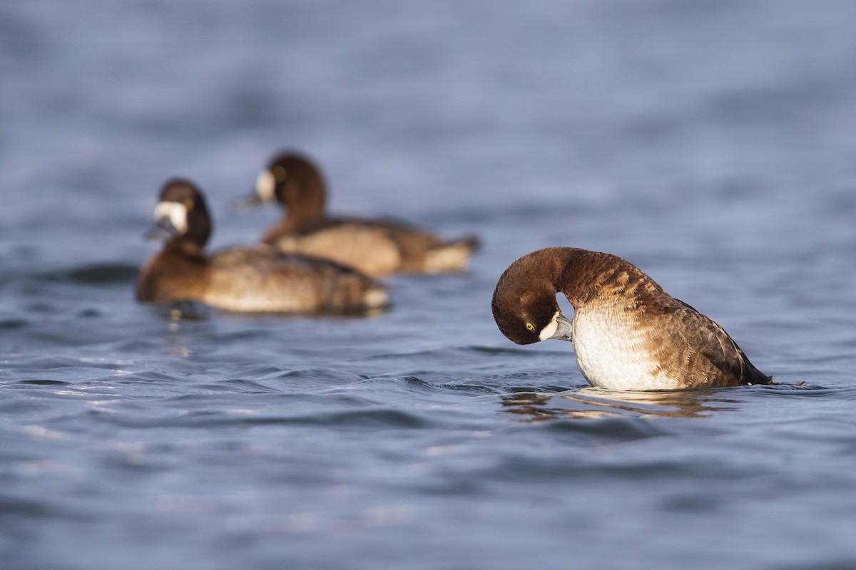 Greater Scaup - ML281048041