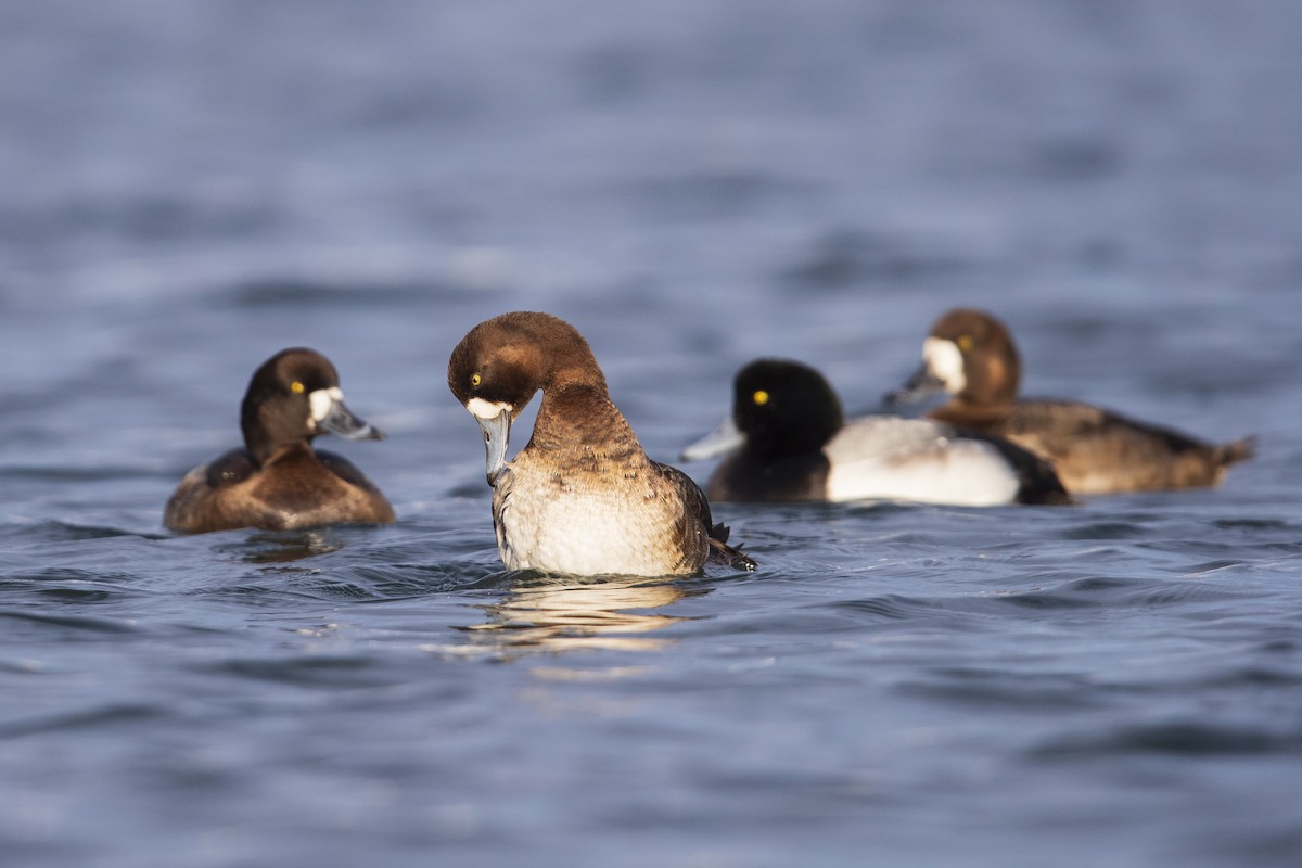 Greater Scaup - ML281048051