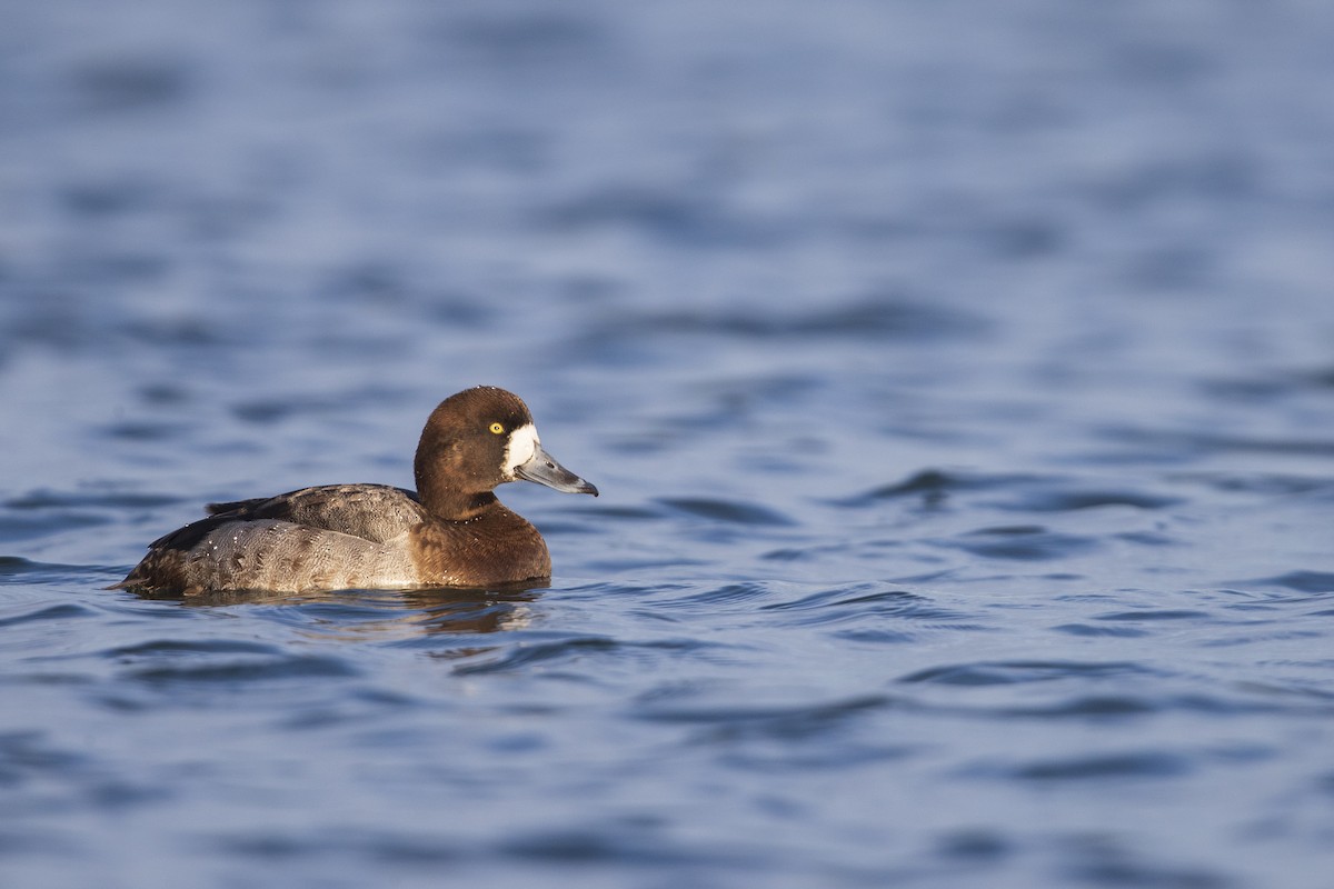 Greater Scaup - ML281048111