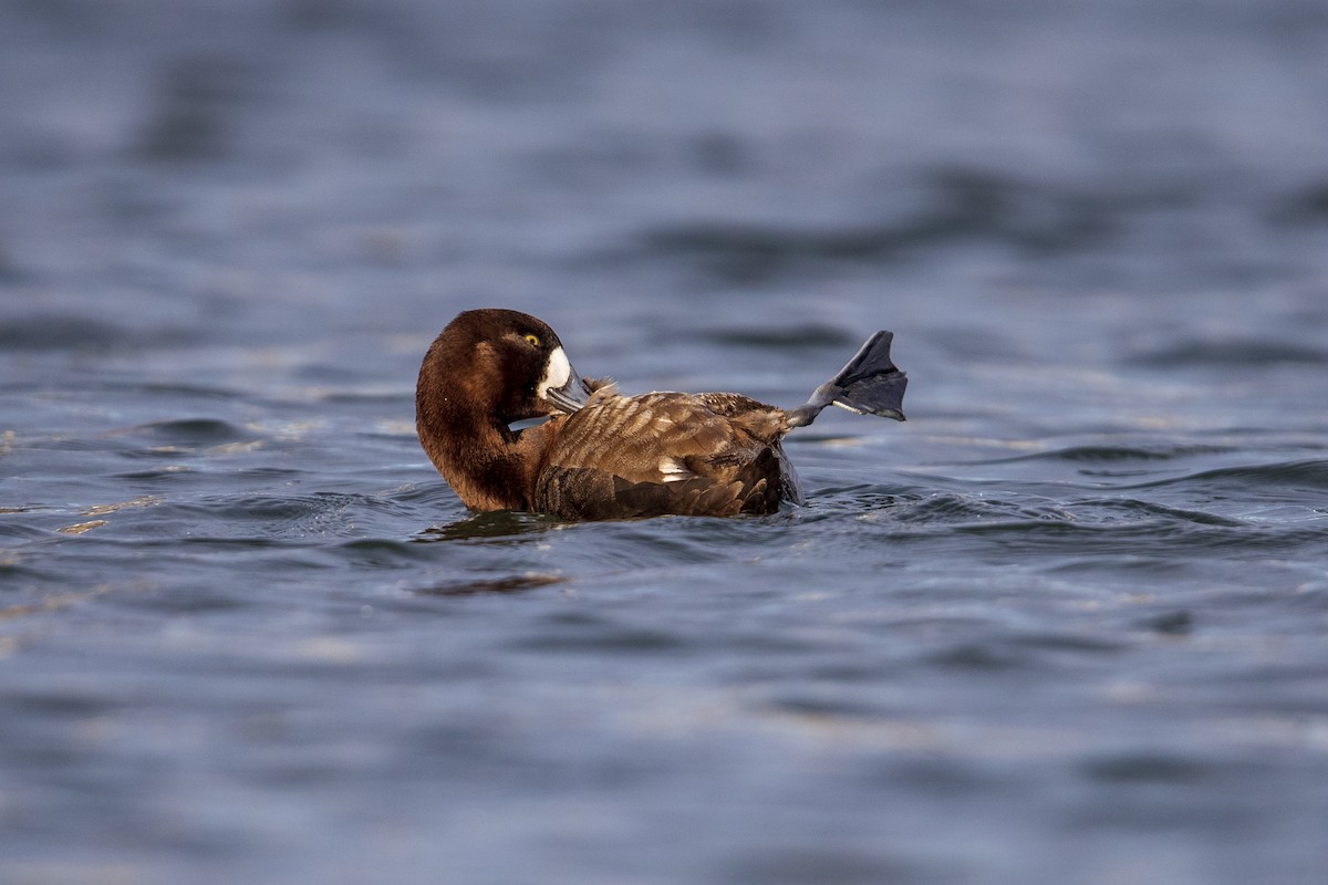 Greater Scaup - ML281048121
