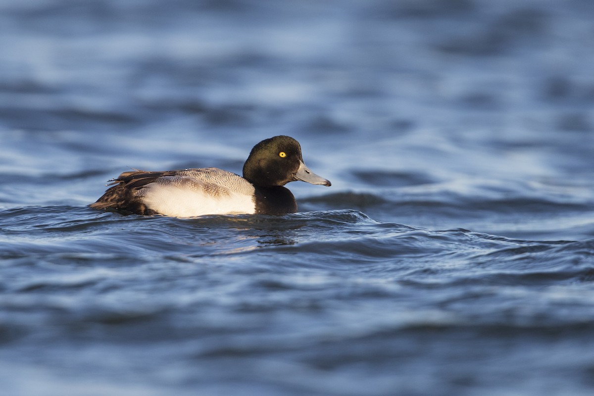 Greater Scaup - ML281048131