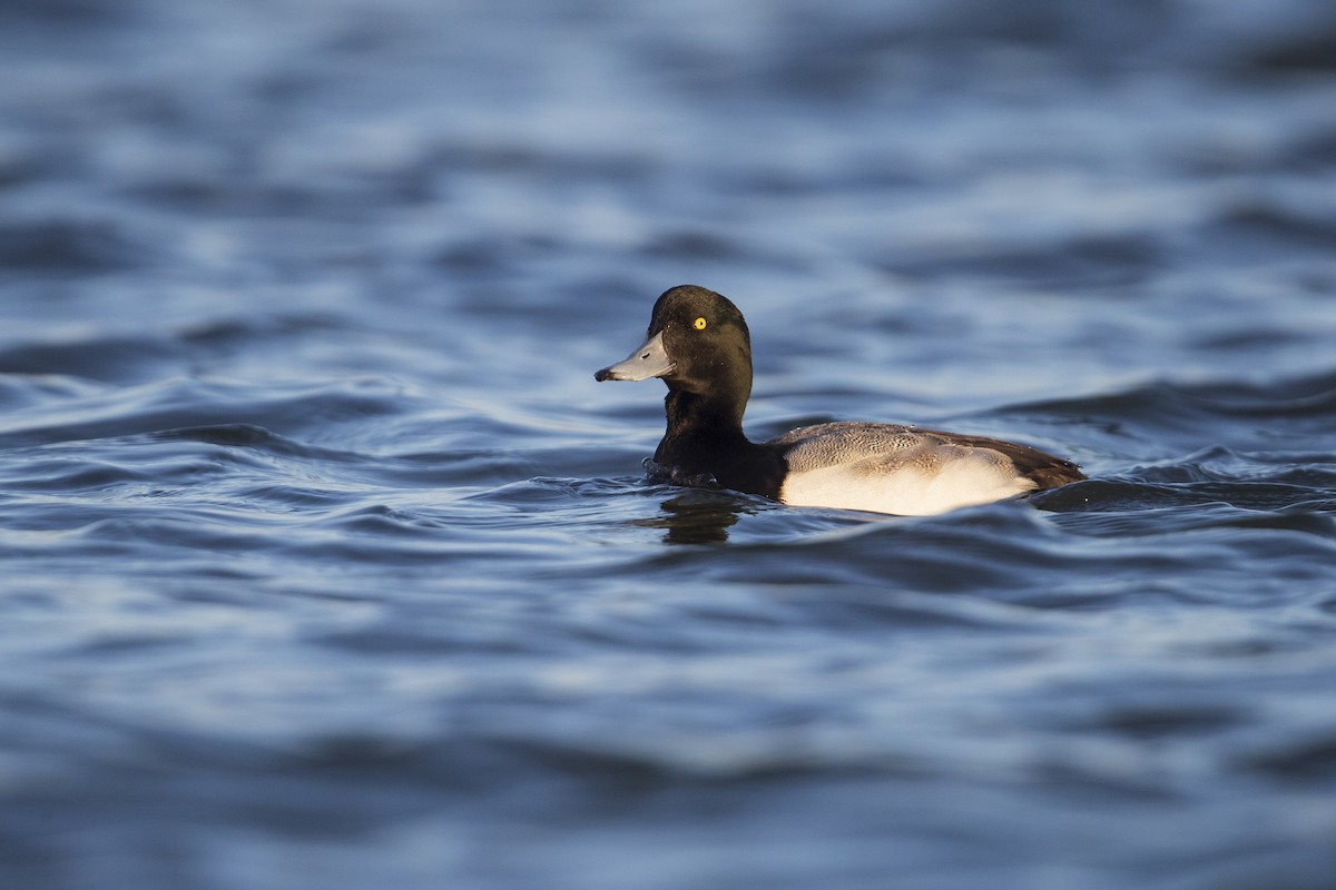 Greater Scaup - ML281048141