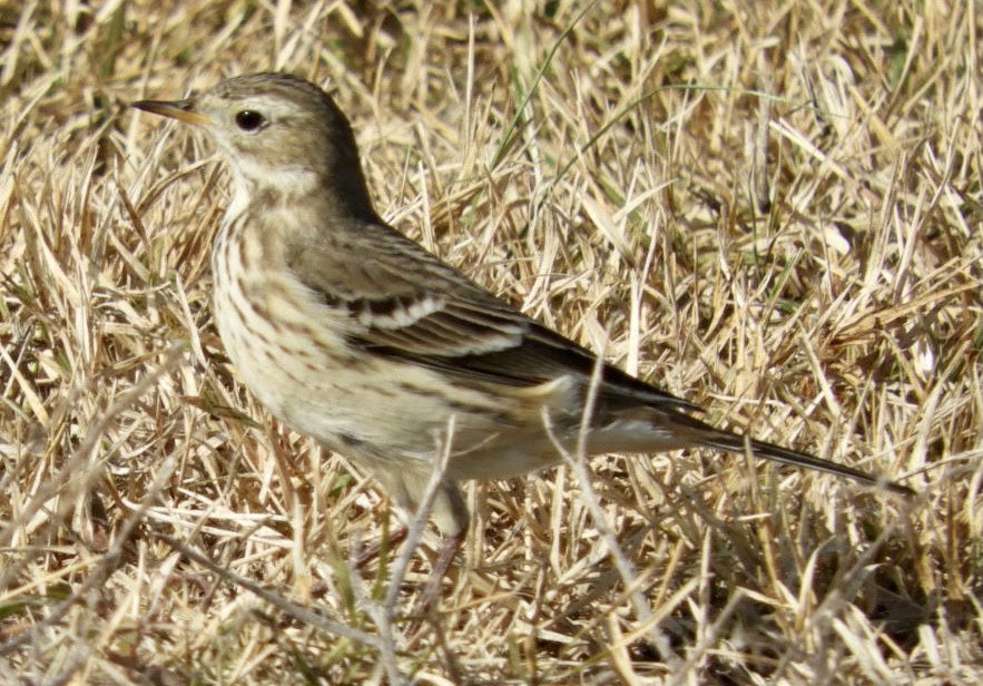 American Pipit - William Edwards