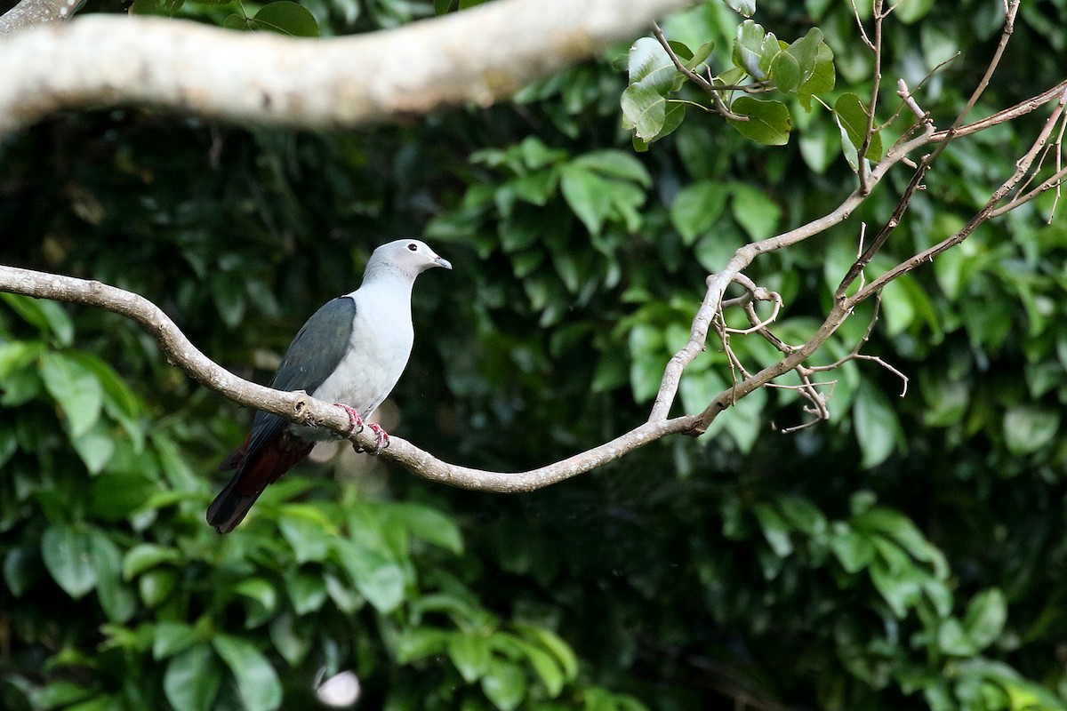 Island Imperial-Pigeon - ML281054441