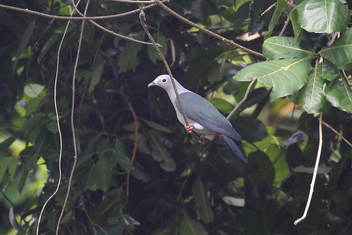 Island Imperial-Pigeon - ML281055161