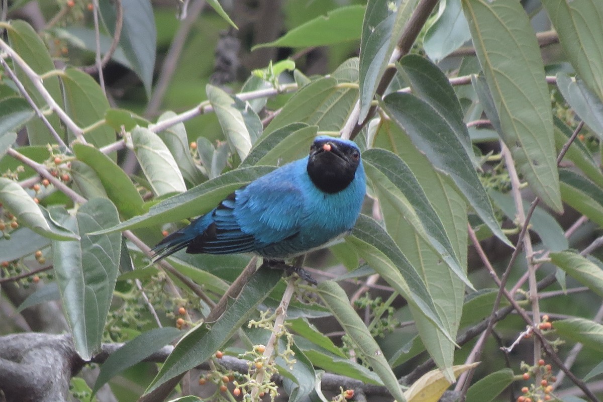 Swallow Tanager - ML281056301