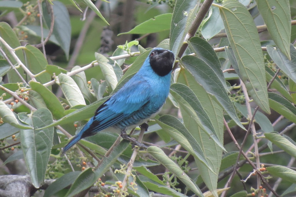 Swallow Tanager - Charles Davies