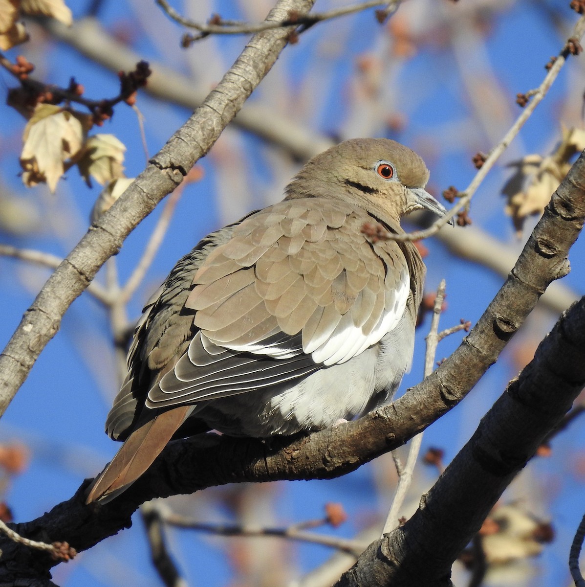 White-winged Dove - Van Remsen