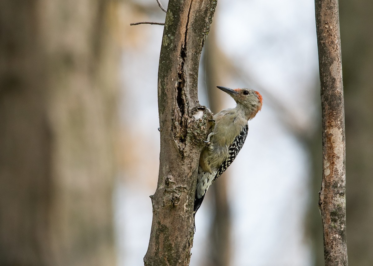 Red-bellied Woodpecker - ML281058751