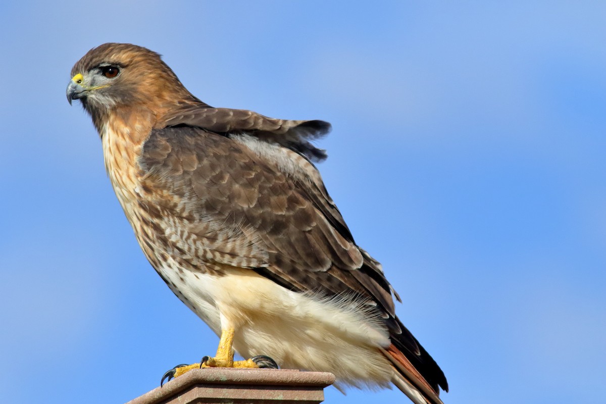 Red-tailed Hawk - B Maguire